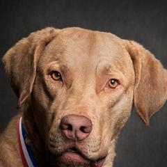 Chesapeake Bay Retrievers from Claddagh Farm Chesapeakes