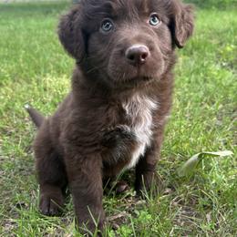 Boy 1 - Red tri-color male Australian Shepherd puppy in Hillsboro, Illinois from Perfect Paws Puppies