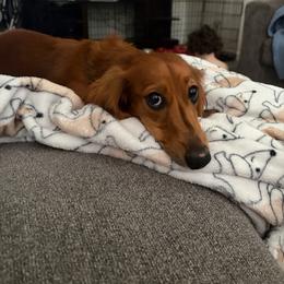 Billy - Red male Dachshund puppy in Grand Junction, Colorado from Whimsical Wiener Brigade