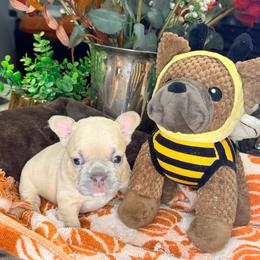 Peanut - Cream male French Bulldog puppy in Peoria, Arizona from A Quality French Bulldogs AZ