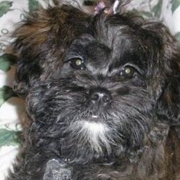 Legacy - Shih Tzu