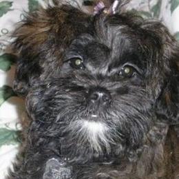 Legacy - Shih Tzu