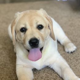 Labrador Retrievers from LaPoe Labradors