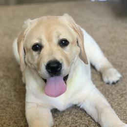 Labrador Retrievers from LaPoe Labradors