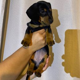 Lucy - Black and tan female Dachshund puppy in Tucson Estates, Arizona from Summit Farm