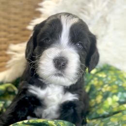 Rooster Cogburn - Black and chalk Australian Labradoodle puppy in Duck River, Tennessee from Sunday Doodles