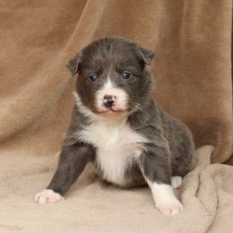 Kazi - Blue Collar - AKC - Blue male Border Collie puppy in Courtland, Alabama from C Bar C Ranch Border Collies