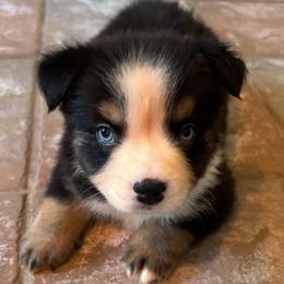 Boy 4 - Black tri male Miniature Australian Shepherd puppy in Turner, Maine from Bear Pond Aussies / Leonbergers of Maine