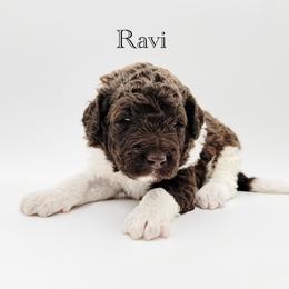Ravi - Chocolate male Goldendoodle puppy in Milford, Pennsylvania from Doodles Are Golden
