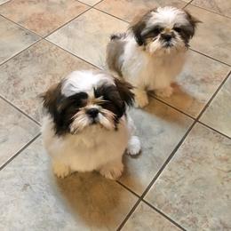 Shih Tzu Puppies from Willow Lane Shih Tzus