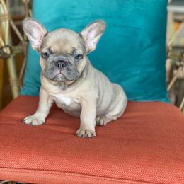 French Bulldog Puppies from Zoey's Dynasty French Bulldogs