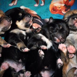Shiba Inu Puppies from Tobitatsu Shiba Inu