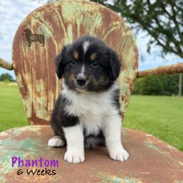 Phantom - Black tri-color female Australian Shepherd puppy in El Dorado Springs, Missouri from OR Aussies