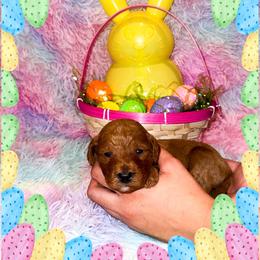 Mango - Red  male Goldendoodle puppy in Kissimmee, Florida from Poodle Doodle Kennels
