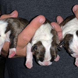 Boston Terrier Puppies from Day Root Enterprises Inc.