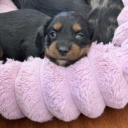 Loretta - Black and tan female Dachshund puppy in Fort Worth, Texas from Louis' Litters