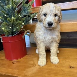 Yellow and white girl - Yellow and white female Bernedoodle puppy in Hines, Oregon from Switch Canyon Doodles