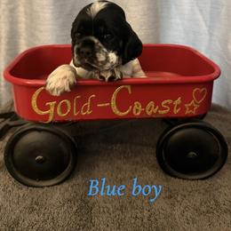 Boy 1 , blue collar - Blue roan male Cocker Spaniel puppy in Boca Raton, Florida from Gold-Coast Cockers