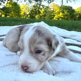 Icy - Red merle female Australian Shepherd puppy in Texas from Legendary Canines
