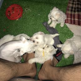 Maltese Puppies from Emotional Amor Support