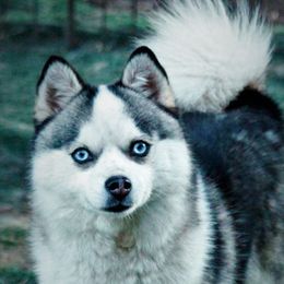 Riggs - Pomsky