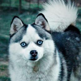 Riggs - Pomsky