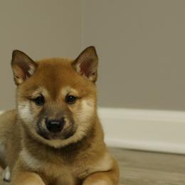Shiba Inu Puppies from Veronika's Shiba Inus