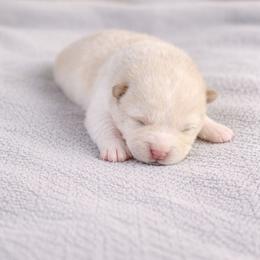 Jose - Cream female Shiba Inu puppy in Illinois from Precious-Puppies