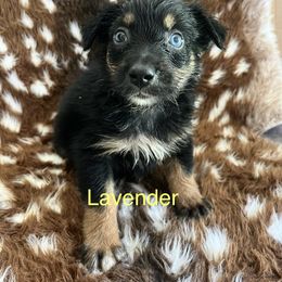 Lavender - Black tri-color female Australian Shepherd puppy in Jesup, Georgia from Painted Platinum Kennel Golden Retrievers & Australian Shepherds