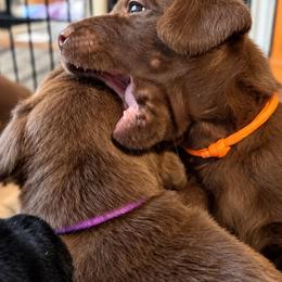 Chai - Chocolate male Labrador Retriever puppy in Hurricane, Utah from Mahmen's Meadow Retrievers