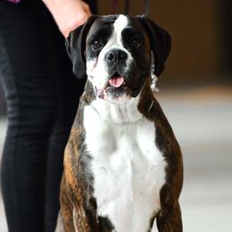 Babi - Boxer