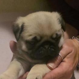 Comet-Brown Collar - Fawn male Pug puppy in New Braunfels, Texas from Kex Pug Haus