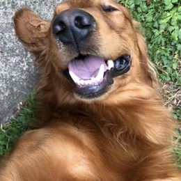 Golden Retrievers from Graham Goldens