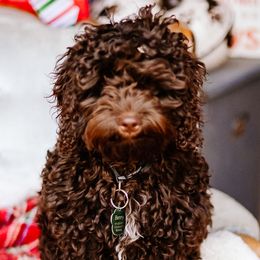 Cockapoos and Goldendoodles from Diamond in the Ruff Doodles