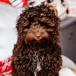 Cockapoos and Goldendoodles from Diamond in the Ruff Doodles