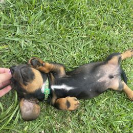Dachshund Puppies from Broken Diamond J Farms