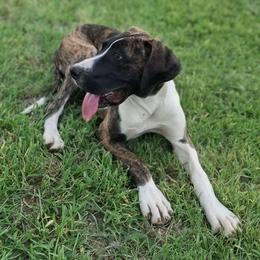 Brittany - Brindle female Great Dane puppy in Cunningham, Kansas from Garden Grove Great Danes