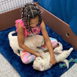 Golden Retriever Puppies from Autumnwood Golden Retrievers