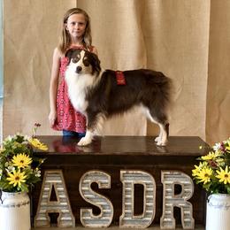 Australian Shepherd and Miniature Australian Shepherd All Grown Up from Ross Ranch Mini and Standard Aussie's