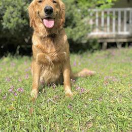 Golden Retriever All Grown Up from Magnolia Farm