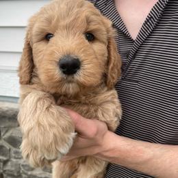 Blue boy - male Goldendoodle puppy in Medina, Ohio from Farmer Doodles