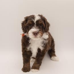 Jefferson - Orange Collar - Phantom male Bernedoodle puppy in Lehi, Utah from Our Little Farm Life Doodles