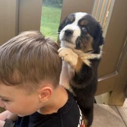 Willow - Black tri female Miniature Australian Shepherd puppy in Hedgesville, West Virginia from Wishing Tree Minis