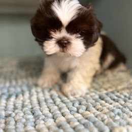 Chloe - Sable and white Shih Tzu puppy in Bradley, South Carolina from Katie’s Kennel