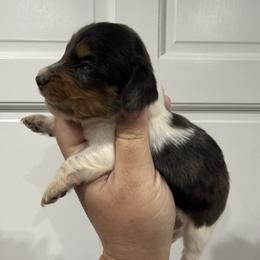 Patty - Dapple male Dachshund puppy in Fort Myers, Florida from Lady Margery’s Dachshunds
