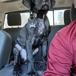 Great Dane Puppies from Ashli’s Great Danes