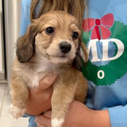 Galaxy - Red male Dachshund puppy in Richmond, Virginia from Irresistible Dachshunds