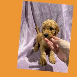 AKC  Standard poodle Little brother - Red  male Poodle puppy in Harrisburg, Arkansas from Ransone’s Ridge Runners Poodles and Doodles