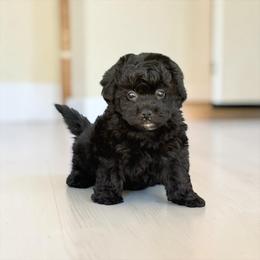 Beauty - Black female Havapoo puppy in Bowling Green, Kentucky from Denise Clark