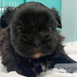 Georgia - Brindle female Shorkie puppy in Scottsdale, Arizona from Lil Luxe Pups